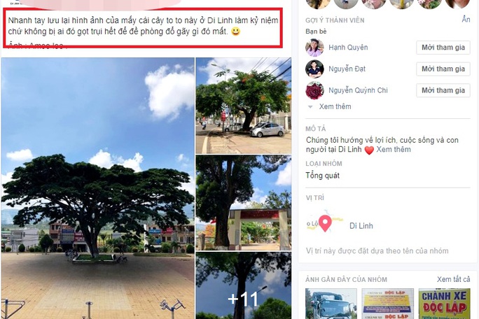 Cho cắt hạ 2 cây me tây cổ thụ: Hiệu trưởng Trường THCS Lê Lợi nói gì? - Ảnh 10. Cho cắt hạ 2 cây me tây cổ thụ: Hiệu trưởng Trường THCS Lê Lợi nói gì? - Ảnh 10.