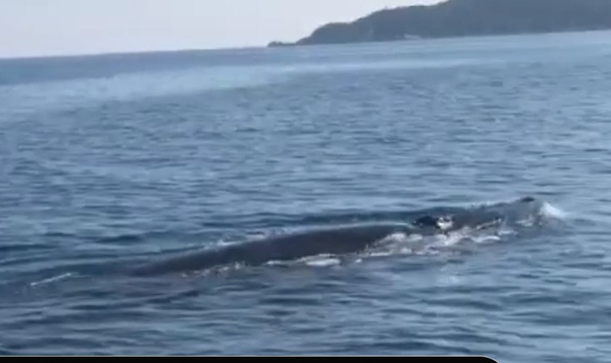 Cá voi khủng dài hơn 4m bất ngờ xuất hiện ở Cù Lao Chàm - Ảnh 3.
