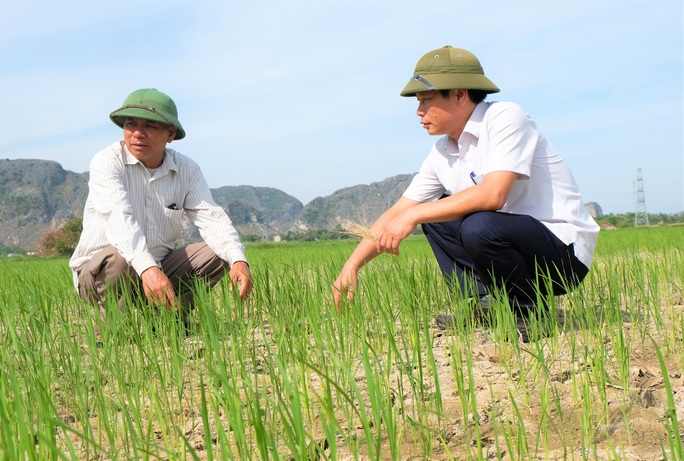 Lúa chết cháy, ruộng đồng nứt toác vì hạn hán kỉ lục - Ảnh 9.