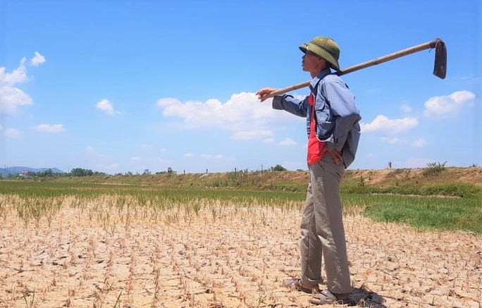 Lúa chết cháy, ruộng đồng nứt toác vì hạn hán kỉ lục - Ảnh 1.