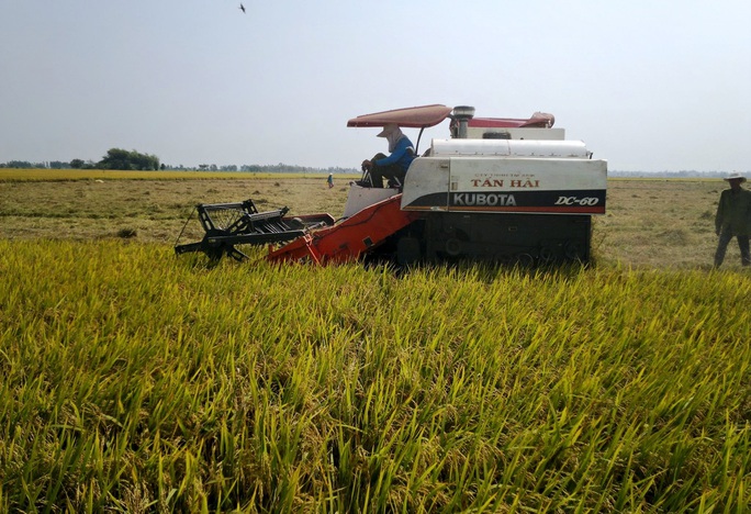 NÔNG DÂN MIỀN TÂY BẮT TAY LÀM “NGƯỜI TỬ TẾ” (*): Gầy dựng thương hiệu cho nông sản - Ảnh 3. NÔNG DÂN MIỀN TÂY BẮT TAY LÀM “NGƯỜI TỬ TẾ” (*): Gầy dựng thương hiệu cho nông sản - Ảnh 3.