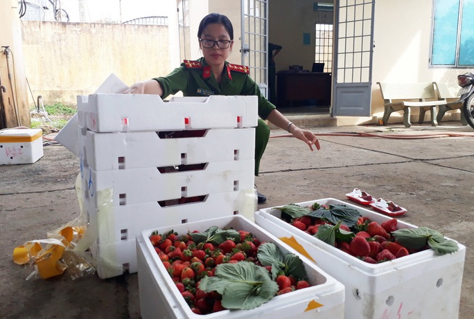 Kinh hoàng dâu tây Trung Quốc tuồn về Đà Lạt có dư lượng thuốc trừ sâu gấp 3 lần cho phép - Ảnh 1.