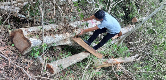 Phát hiện nhiều cây gỗ lớn bị triệt hạ ở khu vực biên giới - Ảnh 2.