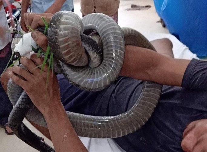 Nọc độc rắn hổ mang chúa 4,6 kg ở núi Bà Đen đã tấn công cơ tim người đàn ông - Ảnh 1.