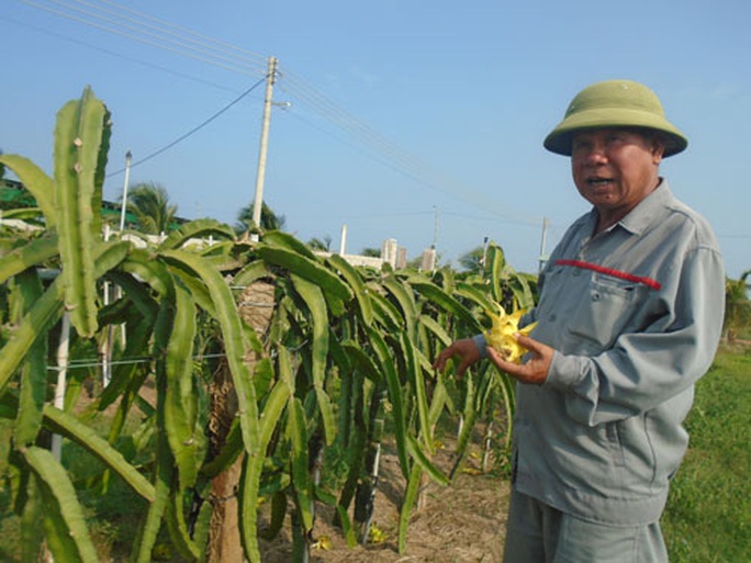 Nhiều giống thanh long mới - Ảnh 1.