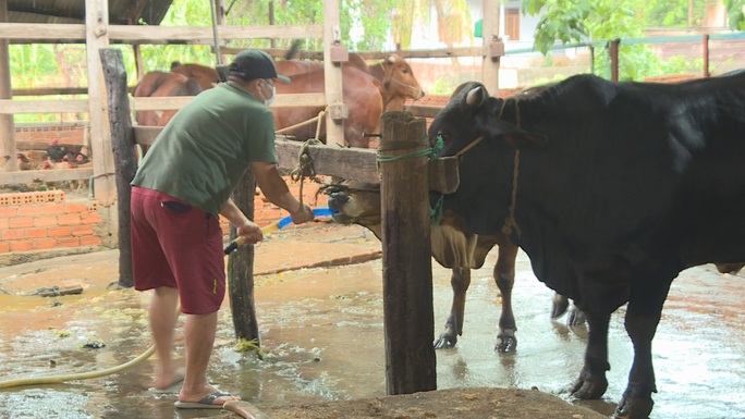 Bắt quả tang lò mổ bơm nước vào bò khi giết mổ - Ảnh 2.