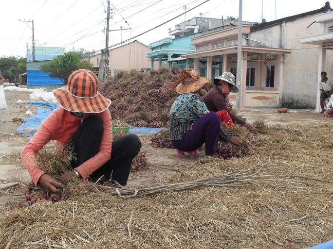 Tin rất vui đến với hành tím Vĩnh Châu - Ảnh 3.