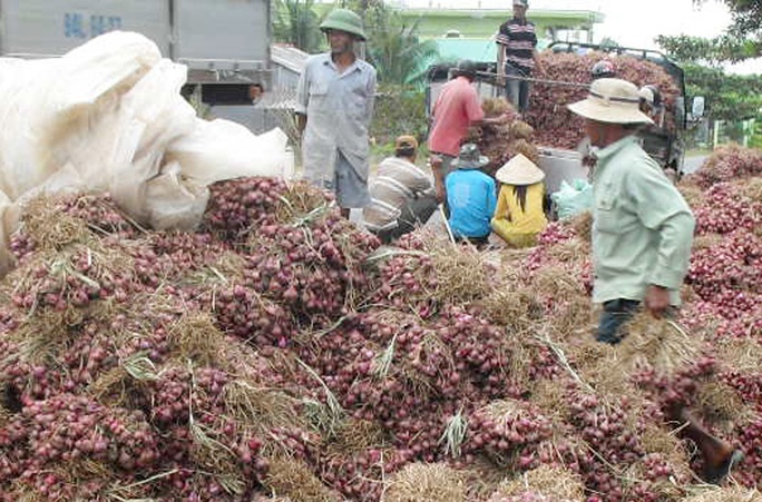 Tin rất vui đến với hành tím Vĩnh Châu  - Ảnh 2.