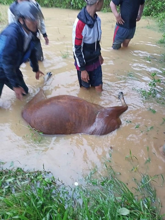 Mưa lũ cướp đi hơn 173 tỉ đồng của một huyện tại Quảng Nam - Ảnh 8.