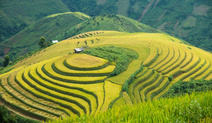 Mùa vàng Bắc Yên - Ảnh 5.