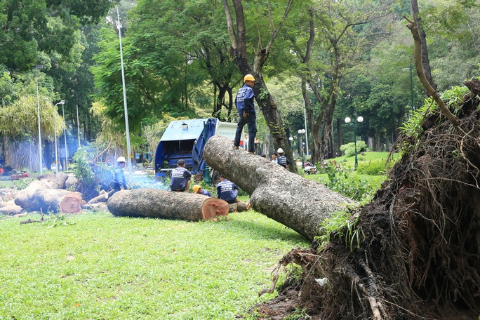 Cổ thụ trăm tuổi ở công viên Tao Đàn bất ngờ bật gốc - Ảnh 3. Cổ thụ trăm tuổi ở công viên Tao Đàn bất ngờ bật gốc - Ảnh 3.