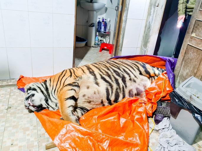 Phát hiện con hổ lớn nặng khoảng 250 kg trong nhà dân - Ảnh 1.