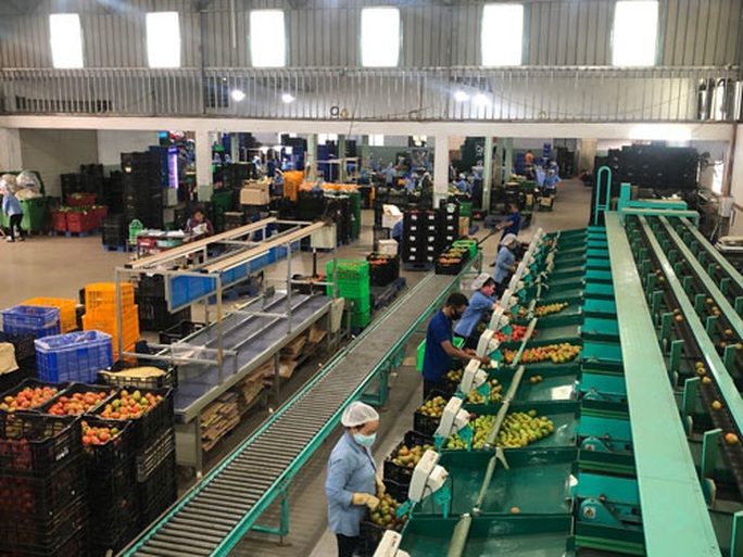 Nông sản Lâm Đồng đổ về TP HCM bán Tết - Ảnh 1.