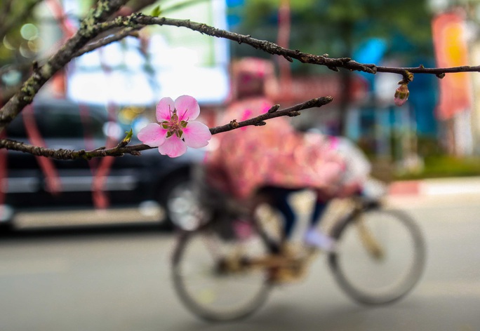 CLIP: Đào gắn tem Vân Hồ - Sơn La xuống phố có giá tới 30 triệu đồng - Ảnh 16.