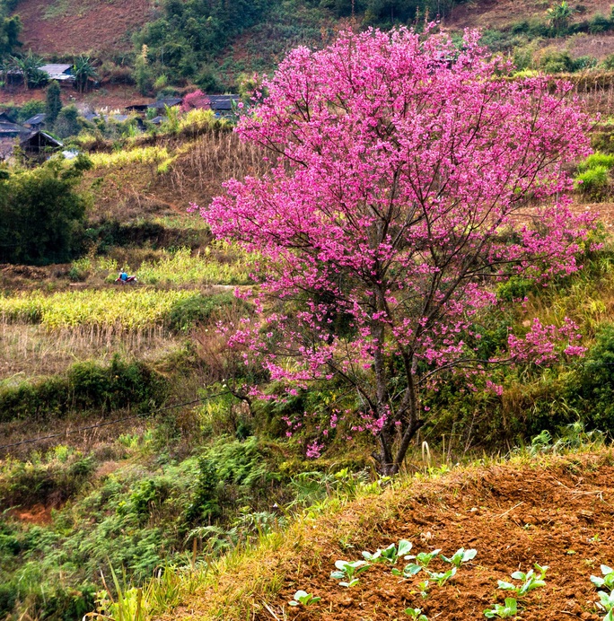 Làm báo cùng Báo Người Lao Động: Lạc bước giữa miền hoa Xuân Tây Bắc - Ảnh 8.