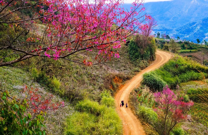 Làm báo cùng Báo Người Lao Động: Lạc bước giữa miền hoa Xuân Tây Bắc - Ảnh 1.
