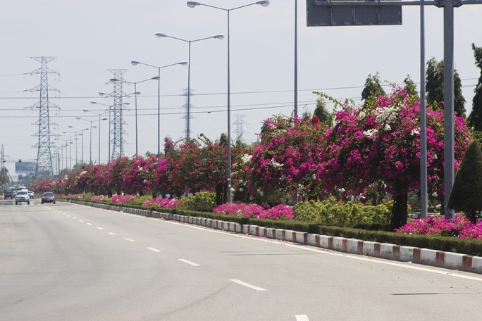 Lý do hàng chục cây hoa giấy tuyệt đẹp ở Vũng Tàu bị kẻ gian cưa đứt đôi - Ảnh 2.