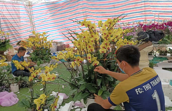 Hoa lan Trung Quốc tràn ngập, đắt đỏ ngang ngửa lan Đà Lạt - Ảnh 11.