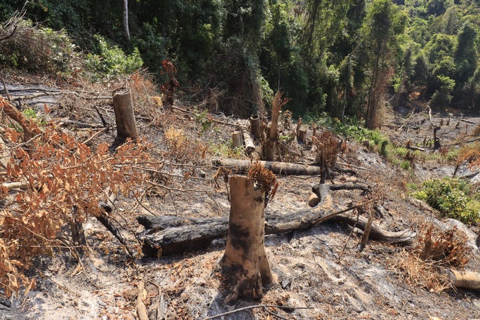 Lâm Đồng tái xuất tình trạng phá rừng phòng hộ, lấn chiếm đất - Ảnh 7.