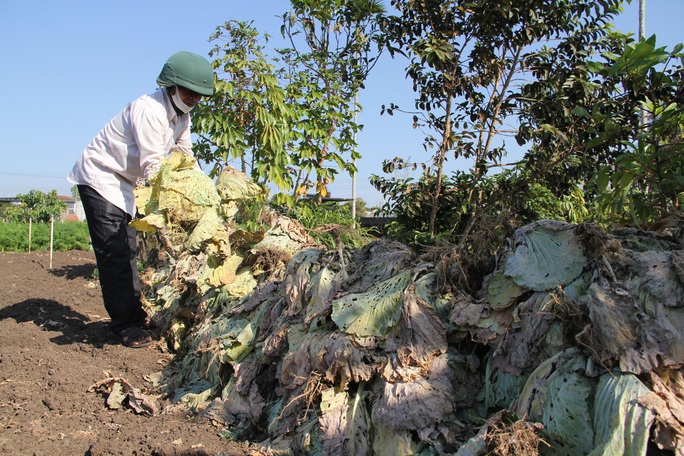 Nông dân nhổ bỏ hàng trăm tấn rau củ vì giá thấp, không người mua - Ảnh 1.