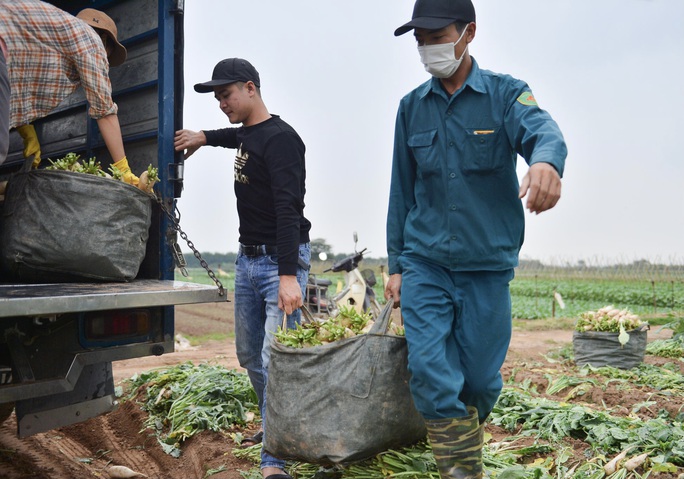  Cận cảnh người dân Hà Nội nhổ bỏ hàng trăm tấn củ cải vì không bán được  - Ảnh 13.