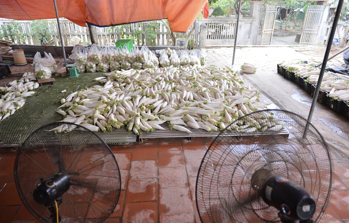 Cận cảnh người dân Hà Nội nhổ bỏ hàng trăm tấn củ cải vì không bán được - Ảnh 15.