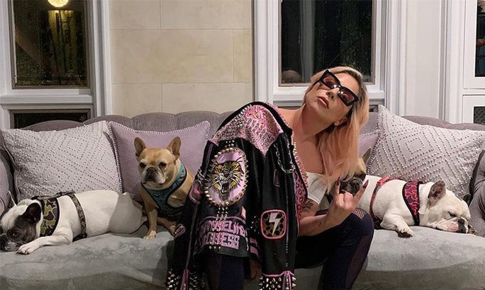 Chó cưng an toàn sau khi Lady Gaga treo thưởng “khủng” - Ảnh 1.