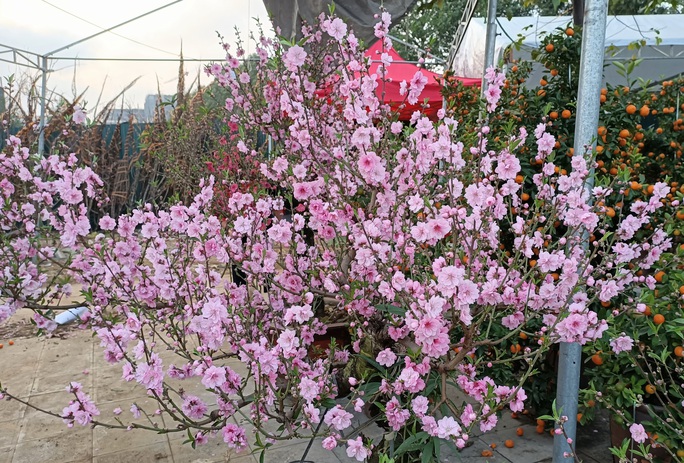 Gian hàng bán hoa đào độc lạ ở TP Thanh Hóa - Ảnh 4.