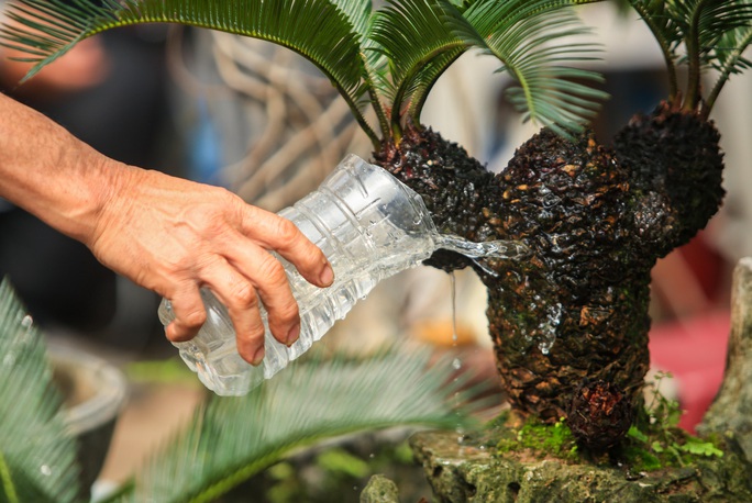 CLIP: Vạn tuế Bonsai hàng chục triệu đồng hút khách mua - Ảnh 11.