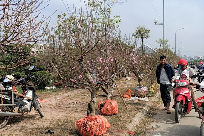 Đào, quất đồng loạt đại hạ giá, người bán vẫn méo mặt vì người mua thưa thớt - Ảnh 7.