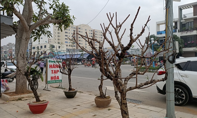 Đào, quất đồng loạt đại hạ giá, người bán vẫn méo mặt vì người mua thưa thớt - Ảnh 12.