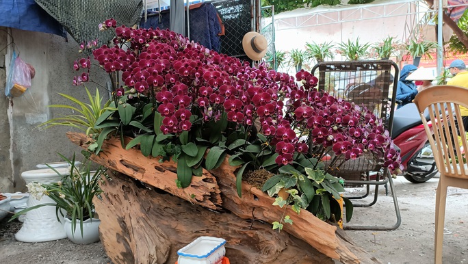 Những chậu hoa lan bằng gỗ lạ mắt ở chợ Tết - Ảnh 4.