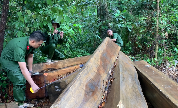 Lại phát hiện vụ phá rừng lớn, thu gần 40m3 gỗ ở Đắk Lắk - Ảnh 2.