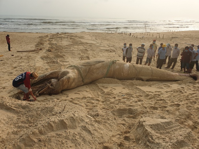 Xác cá voi khổng lồ trôi vào bờ biển Quảng Nam - Ảnh 2.