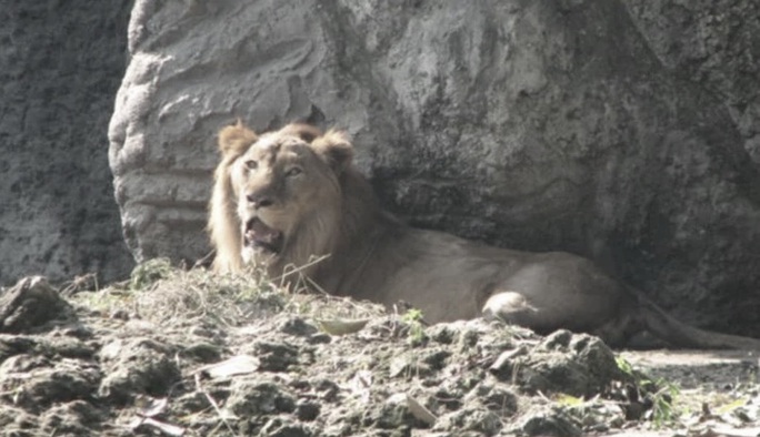 Hết chuyện đi ghẹo sư tử, đệ tử Lưu Linh gặp may lớn - Ảnh 1.