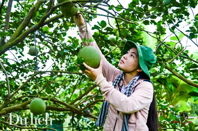 Sắc xanh trên “miền đất thép” Củ Chi - Ảnh 4.