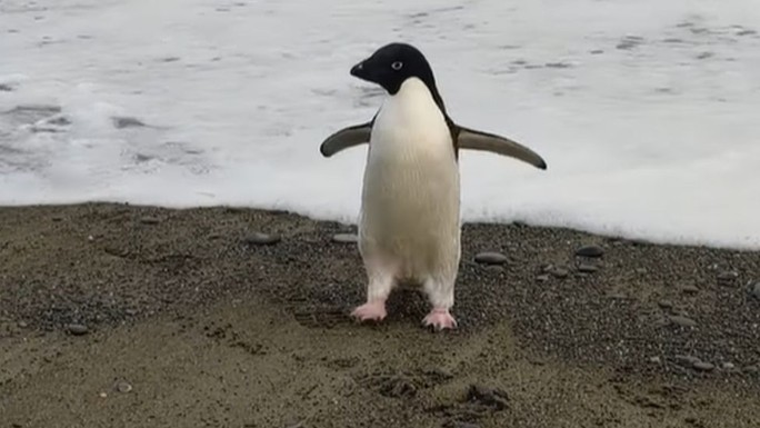 Chú chim cánh cụt đi lạc 3.000 km từ Nam Cực tới New Zealand - Ảnh 1.