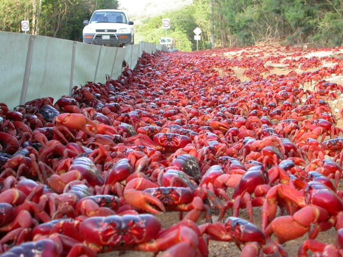 Hàng triệu con cua đỏ rầm rộ đổ bộ nước Úc - Ảnh 2.