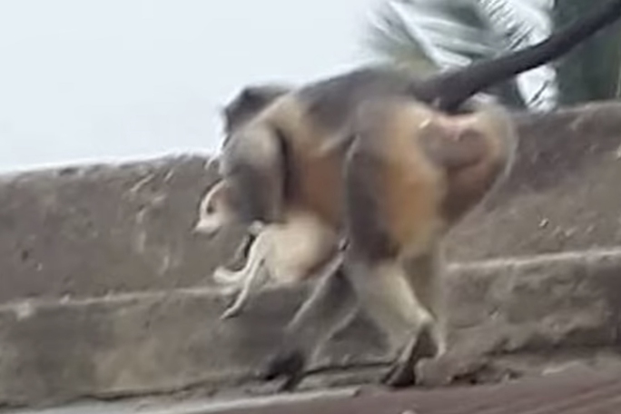 Ấn Độ: Khỉ hung hãn thảm sát 250 con chó để trả thù - Ảnh 1.