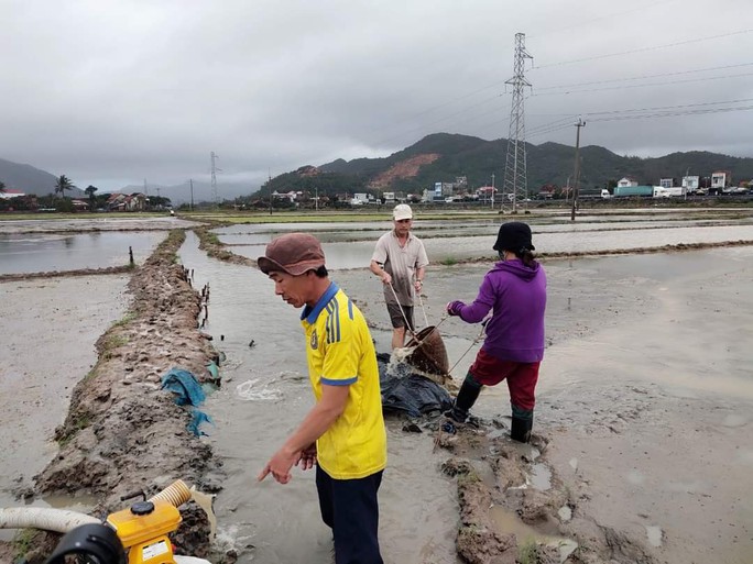 Mưa lớn, Phú Yên mất trắng 3.000 ha lúa vừa gieo sạ - Ảnh 1.