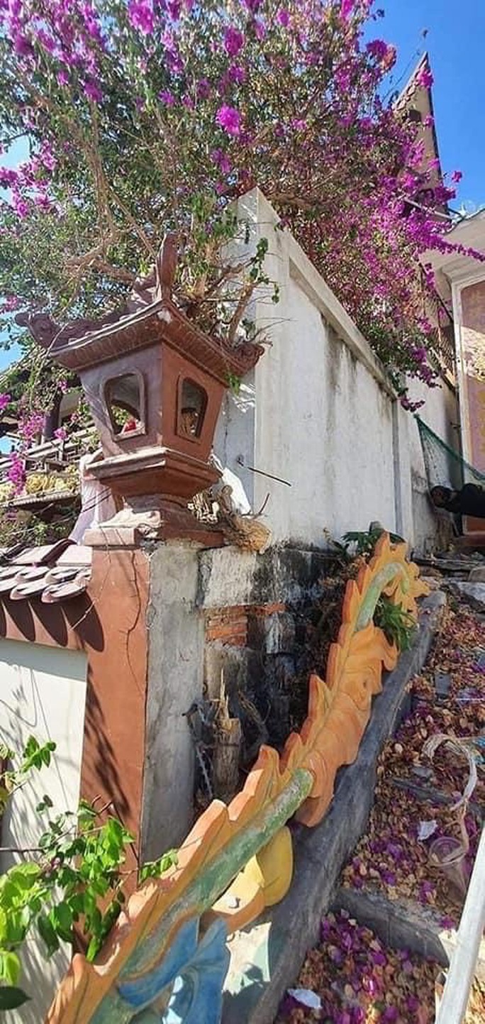 CLIP: Hoa giấy ở Vũng Tàu liên tục bị cưa trộm - Ảnh 2.