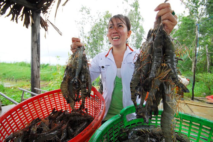 Gỡ thế khó cho tôm Việt - Ảnh 1.