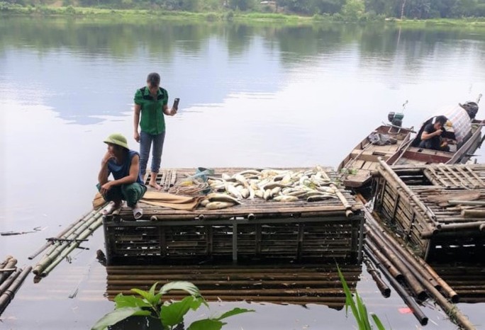 Cá chết hàng loạt trên sông Mã, 2 công ty thừa nhận xả thải - Ảnh 3.