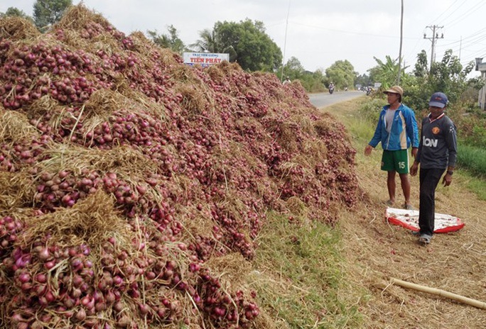 Hành tím Vĩnh Châu lại tồn đọng 50.000 tấn sau 6 năm “giải cứu” - Ảnh 11.