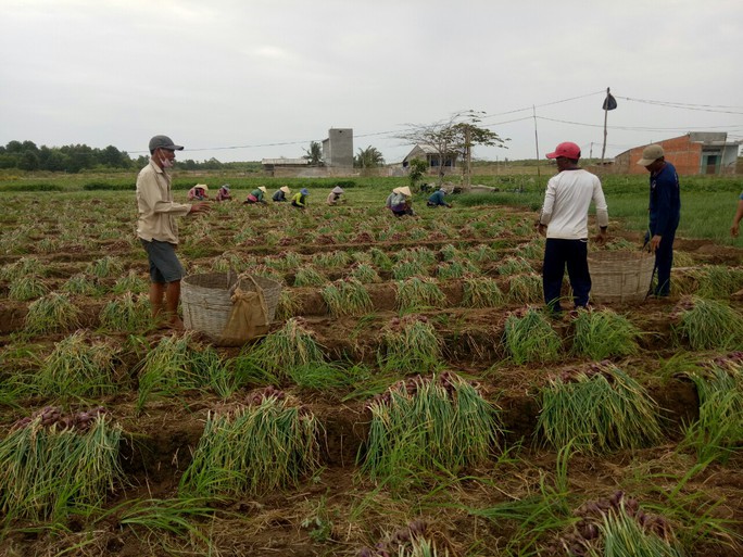 Hành tím Vĩnh Châu lại tồn đọng 50.000 tấn sau 6 năm “giải cứu” - Ảnh 9.