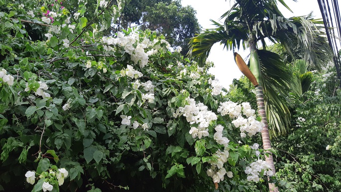 CLIP: Xót xa giàn hoa giấy tuyệt đẹp trong hoa viên bị cưa hạ - Ảnh 4. CLIP: Xót xa giàn hoa giấy tuyệt đẹp trong hoa viên bị cưa hạ - Ảnh 4.