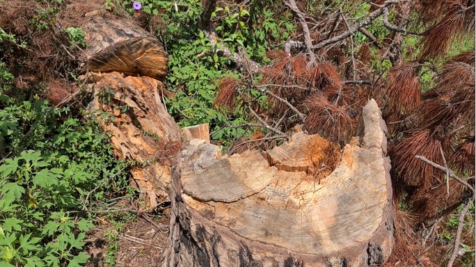 Xót xa hàng loạt cây thông trăm tuổi bị cưa hạ giữa Đà Lạt - Ảnh 6.