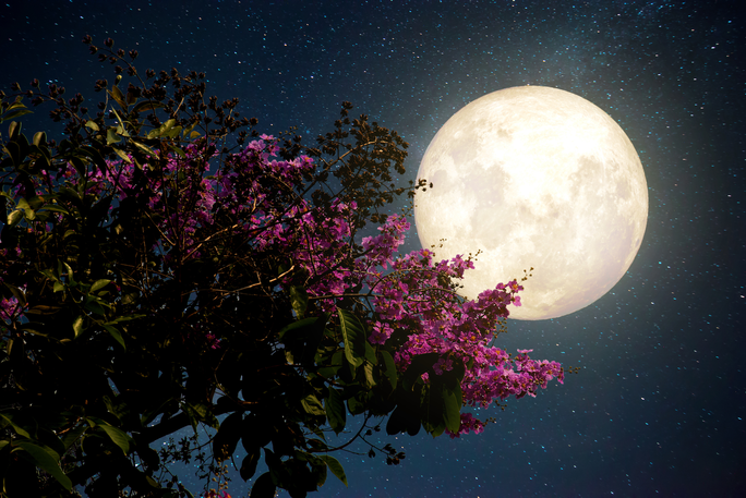 Đêm nay và mai, Việt Nam chiêm ngưỡng siêu trăng hồng kỳ ảo - Ảnh 1.