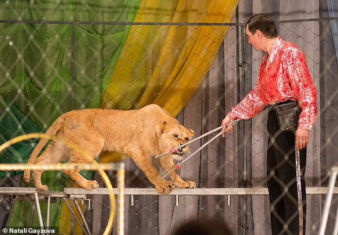 Nghệ sĩ xiếc thú bị sư tử tấn công ngay trên sân khấu - Ảnh 5.