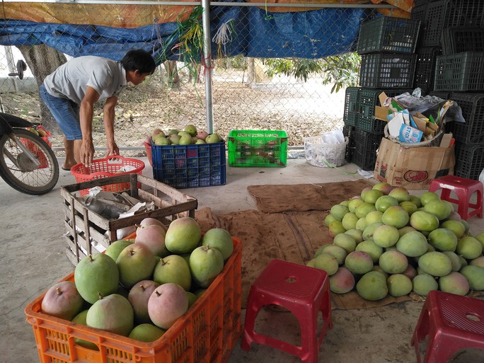 Xoài Úc Cam Lâm chờ giải cứu - Ảnh 1.